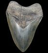 Fossil Megalodon Tooth - Georgia #75791-1
